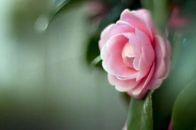 Nice Flowers Windows 8 Themes And Backgrounds