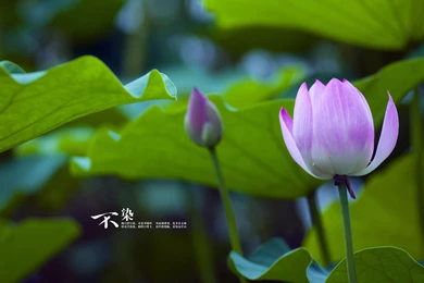 Lotus Windows 8 Theme And Backgrounds