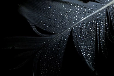 Wet Feather Wallpapers   Artistic Wallpapers