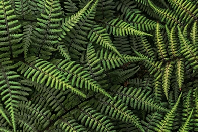 Fern Computer Wallpapers, Desktop Backgrounds