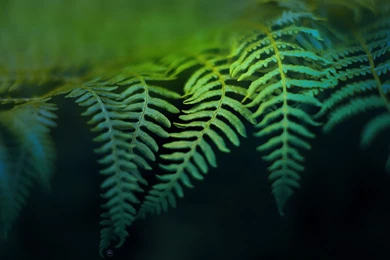 30 Fern HD Wallpapers