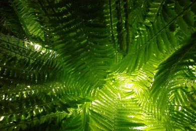 A Beam Of Light Through The Fern Wallpapers And Images ...