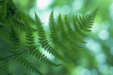 Gladly Learn Wallpapers & Screensavers