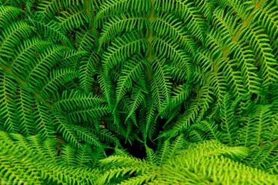 Logan Botanic Garden 0463.jpg