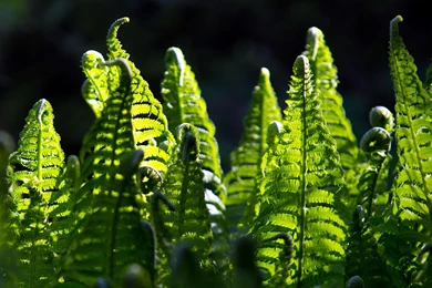 30 Fern HD Wallpapers