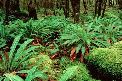 2560x1600 Fern Wallpapers HD, Desktop Backgrounds 2560x1600