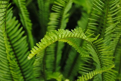 Fern HD Desktop Wallpapers : High Definition : Fullscreen : Mobile