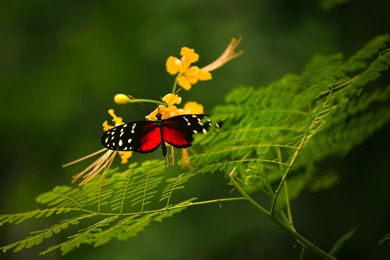 Butterfly On A Fern   (
