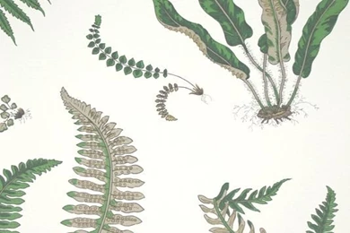 Ferns Green Wallpapers