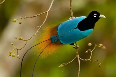 Top 10 Most Beautiful Birds In The World