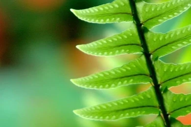 Green Fern iPhone 5 Wallpapers (640x1136)