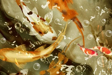 Koi Fish Pack 2 Live Wallpapers   Android Apps And Tests   AndroidPIT