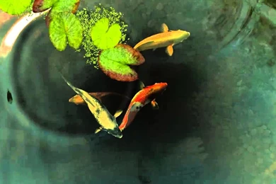 Koi Fish Live Wallpapers   YouTube