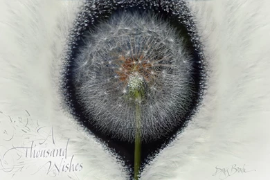 High Resolution Calligraphy Desktop Wallpapers