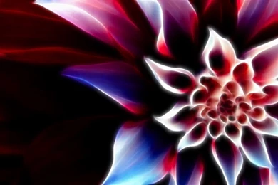 Interesting Flower Widescreen Wallpapers