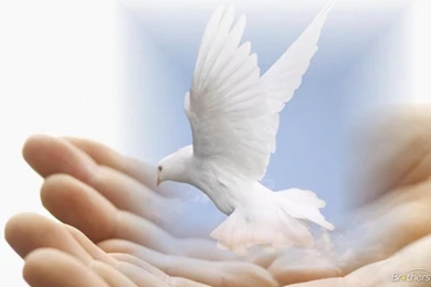 Dove Of Peace   Peace & Love Revolution Club Wallpapers (25246250 ...