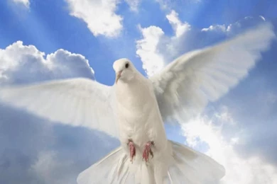 PEACE DOVE AS A BIRTHDAY GIFT FOR MY SWEET FRIEND ANCA ANCASIMONA ...