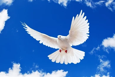 Peace Dove Pictures