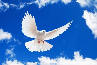 White Dove Desktop Wallpapers