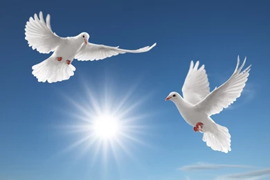 Peacedove Pictures   Hamderser's Blog