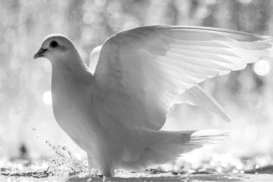 Dove Bird Peace   Wallpaper.