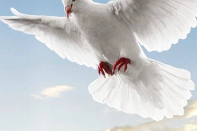 Wallpapers Full Hd 1080 X 1920 Smartphone Peace Symbol Dove   1080 ...