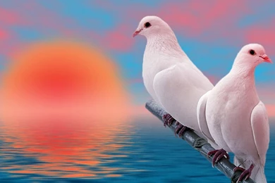 Peace Dove Pictures