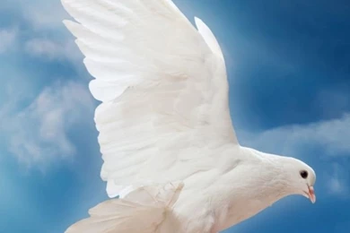 Dove Peace Sky Pigeon White Mobile Wallpapers   Mobiles Wall