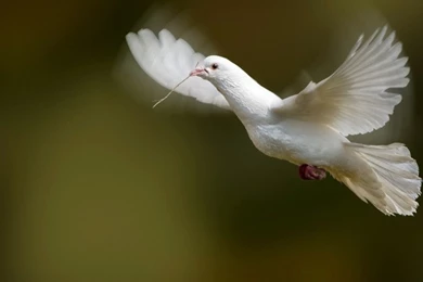 White Dove Flying Desktop Wallpapers.jpeg