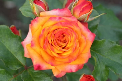 2048x2048 Wallpapers Rose From Top New iPad Wallpapers For Retina ...