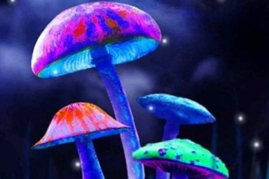 Magic Mushrooms Live Wallpapers Download   Magic Mushrooms Live ...