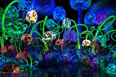 Mystical Visions Induced By Magic Mushrooms Help Cancer Patients ...