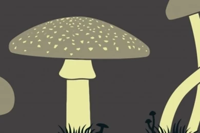 Magic Mushrooms iPhone 5 Wallpapers