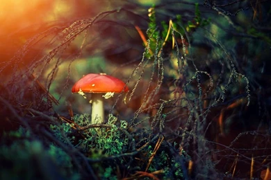 Quotes About Magic Mushrooms. QuotesGram