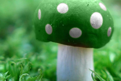 Magic Mushrooms Wallpapers   Wallpaper.