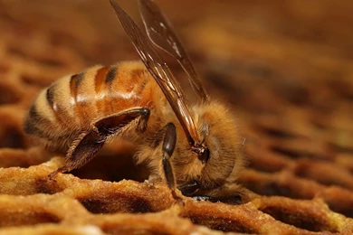 Honey Bee Desktop Wallpapers   , New Wallpapers, New Wallpapers