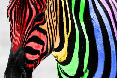 Wallpapers Rainbow Colors Free Zebra Color Splash The 1024x768 ...