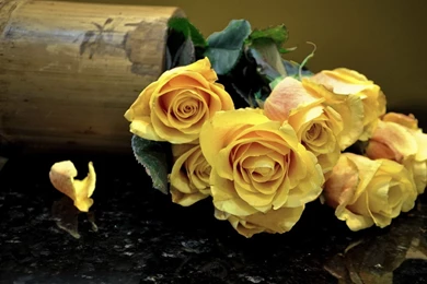 Yellow Cute Rose Flowers Best Wallpapers