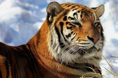 Siberian Tiger Wallpapers Desktop