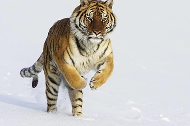 Amur Tiger Snow   Amur Tigers Wallpapers (27124228)   Fanpop