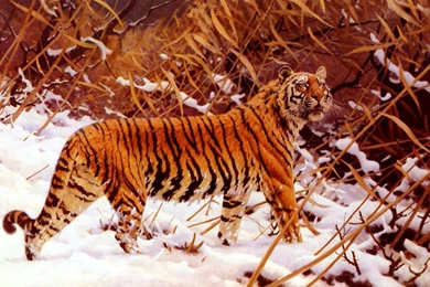 Tigers HD Wallpapers Free Download