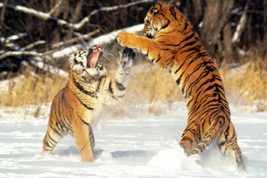 Siberian Tigers Wallpapers   132998