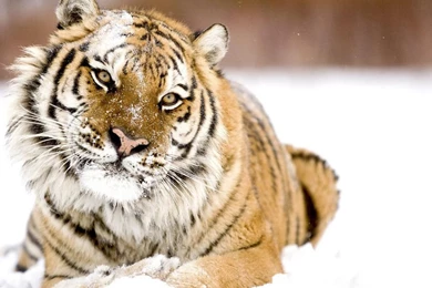 Siberian Tiger In The Snow Best Quality Deskto 5152 Hd Wallpapers ...