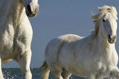 1080x1920 Horse Wallpapers HD Page 5