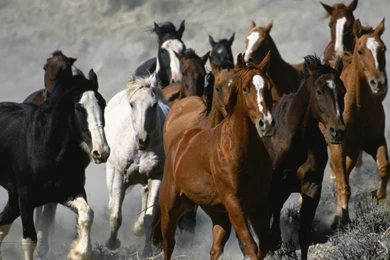 Animals Zoo Park: 9 White Running Horse Wallpapers, White Horses ...