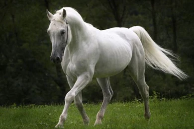 Horse HD Wallpapers