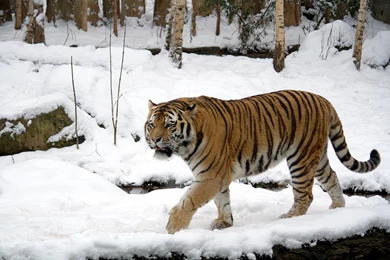 Siberian Tiger Wallpapers   Animal Lovers Wallpapers