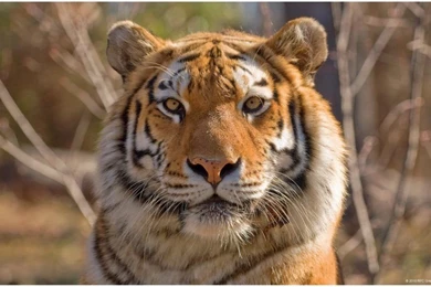 Siberian Tiger Wallpapers Photo   RFC Graphics Photos At Pbase.com