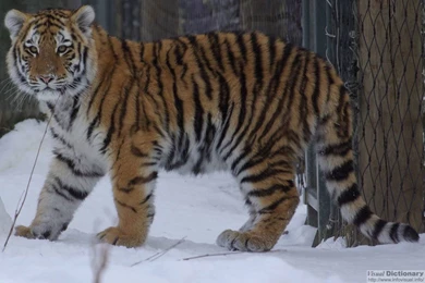 Siberian Tiger Wallpapers 15   Animal Lovers Wallpapers