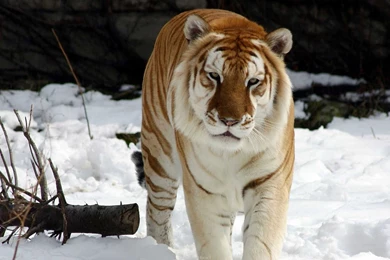 Siberian Tiger Photography   ID: 3153